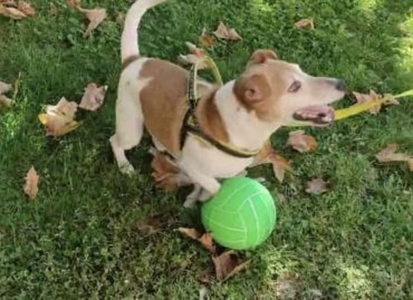 Jack Russel Romil sucht ein Zuhause