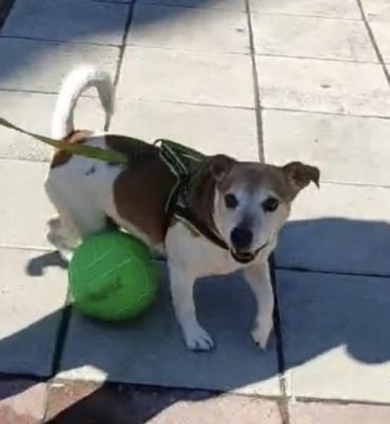 Jack Russel Romil sucht ein Zuhause