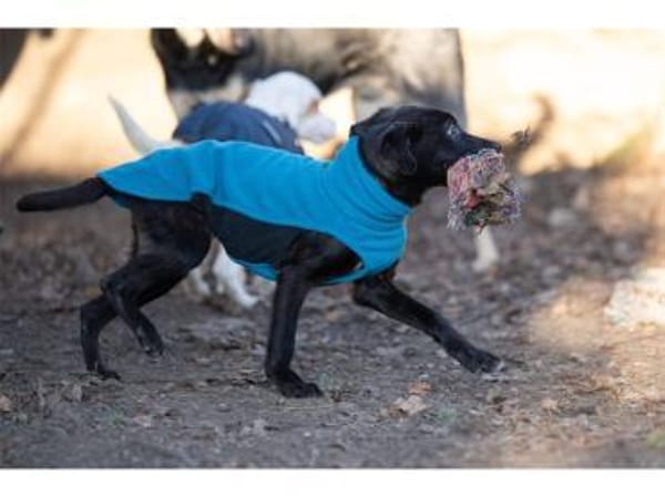 Sombra - wartet in 99427 Weimar