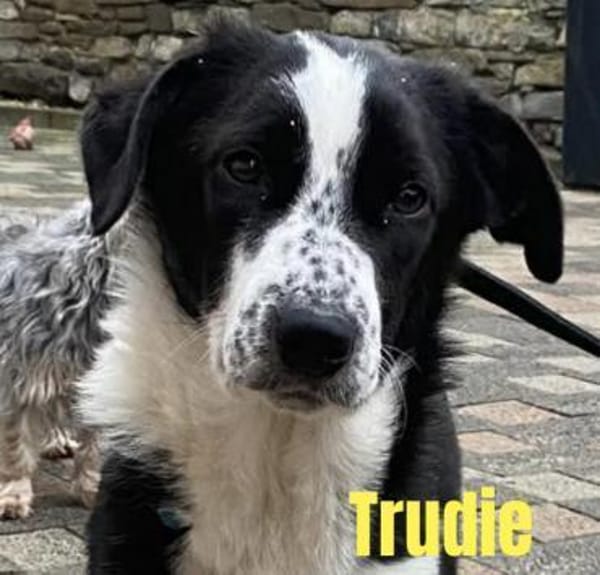 🍀 Trudie  Energie, Lebensfreude und ga