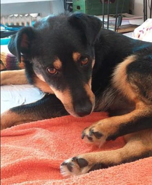 Schmusebacke Kalle sucht eine Familie