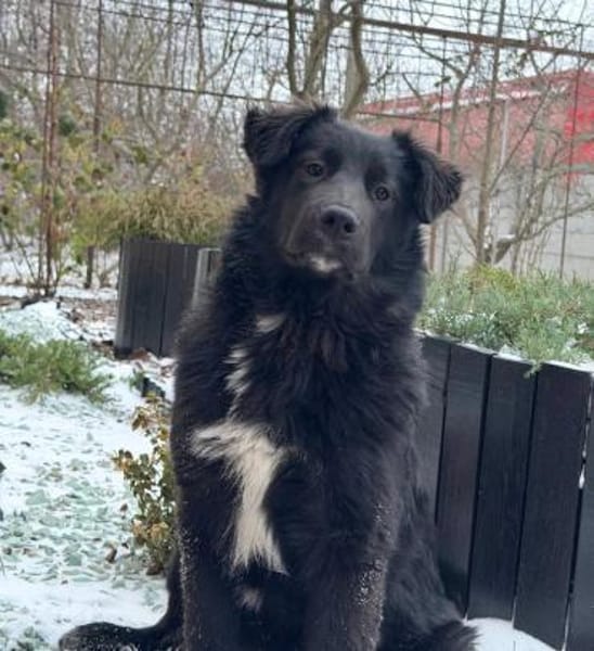 BARON  WARUM SIEHT IHN NIEMAND?