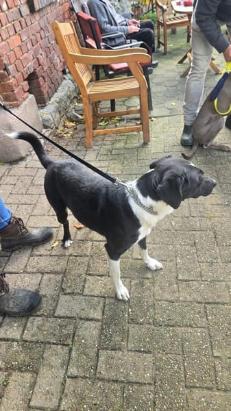 Lars sucht erfahrene Halter