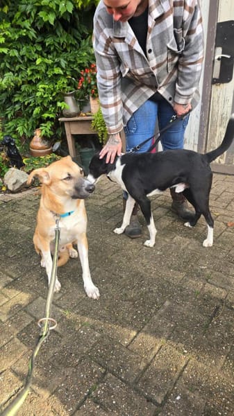 Lars sucht erfahrene Halter