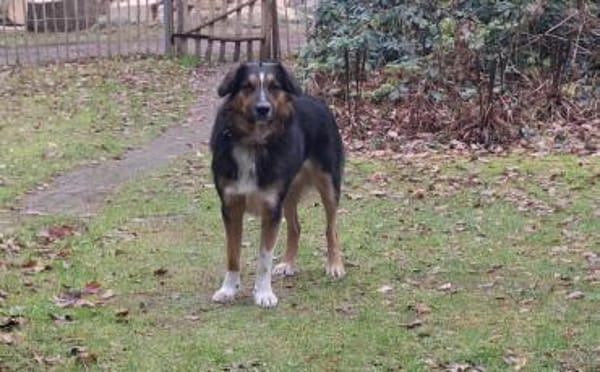 Goofy möchte endlich ankommen