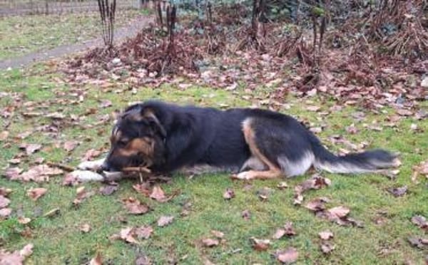 Goofy möchte endlich ankommen