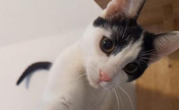 Bongi - Junges Katzenglück sucht dich