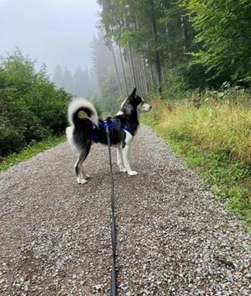 EYOLF -lieber, offener Huskymix-