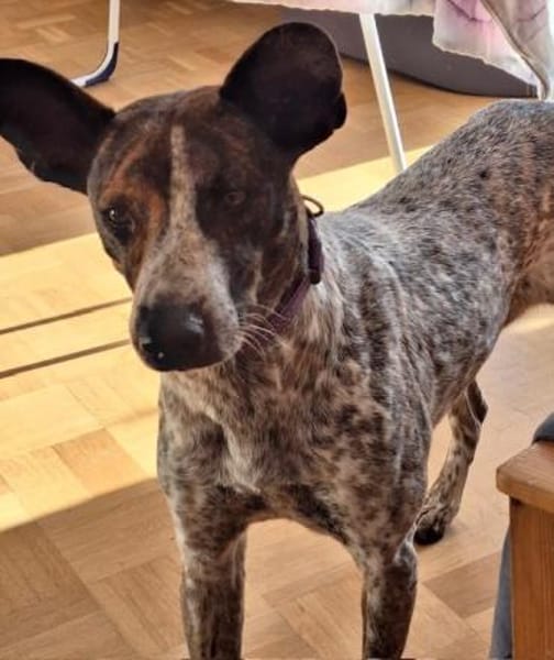 Verschmuste Suki wartet in München