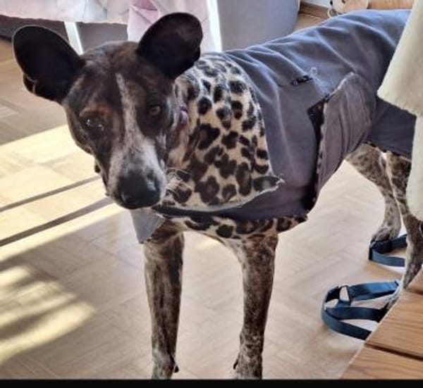 Verschmuste Suki wartet in München