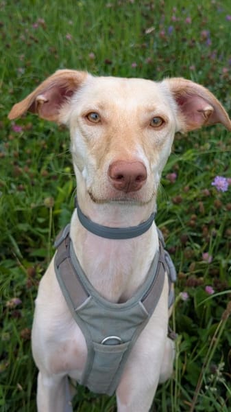 Laika - die Sportliche