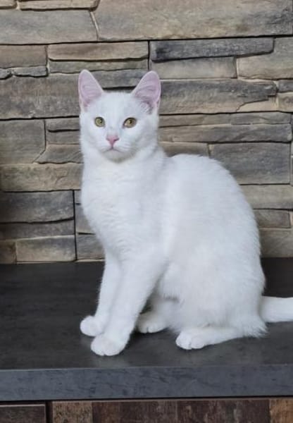 ANGEL - Ein schneeweißer Engel!