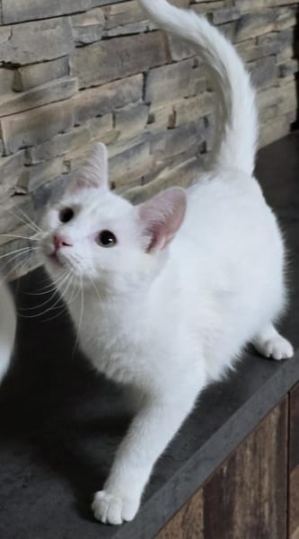 ANGEL - Ein schneeweißer Engel!