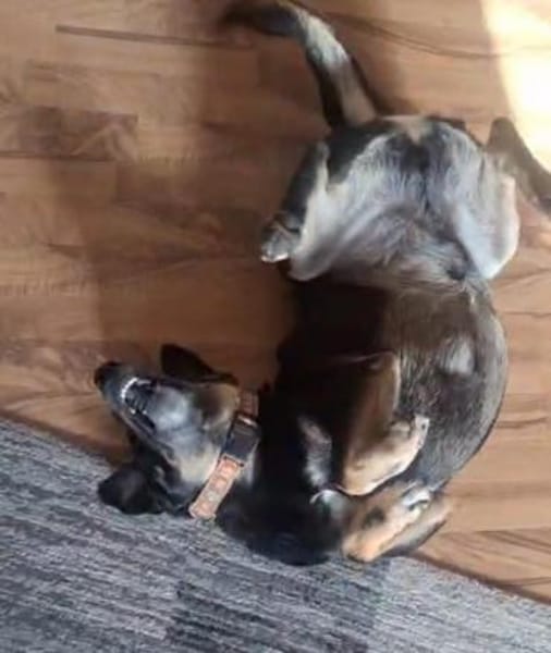 Emil-Neo verdient eine zweite Chance