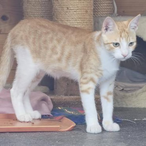Maverick - gerettet aus einem Motor