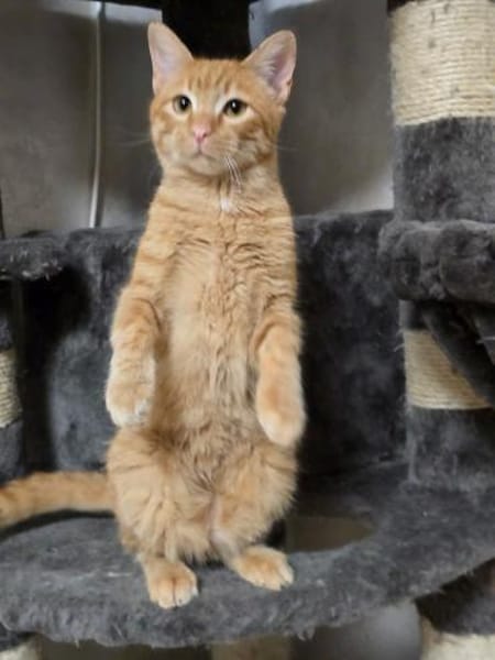 FIPS - Kämpferherz sucht sein Zuhause!