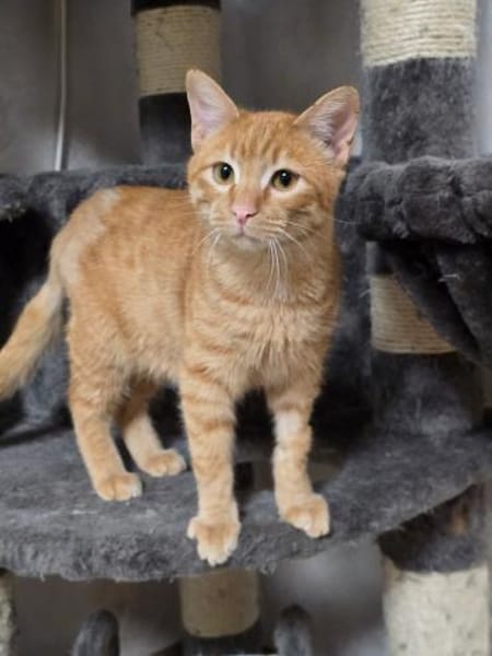 FIPS - Kämpferherz sucht sein Zuhause!