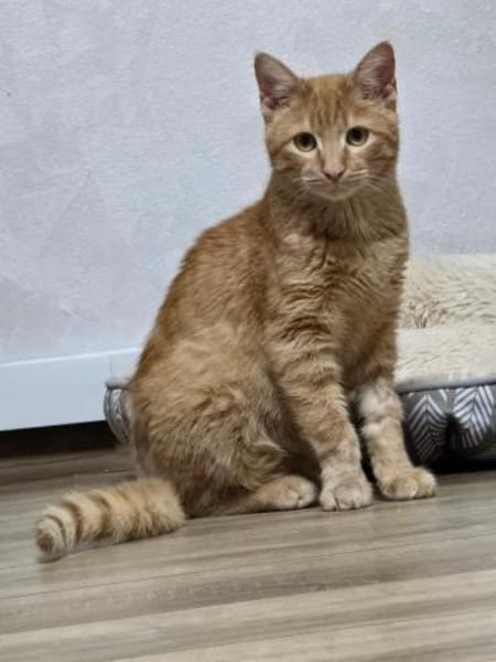 FIPS - Kämpferherz sucht sein Zuhause!