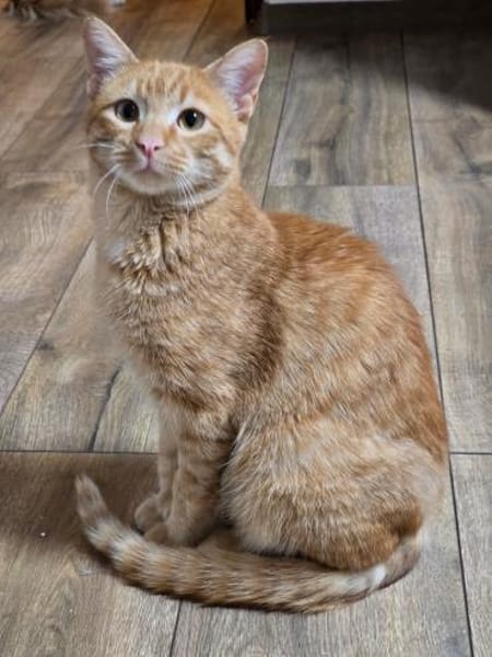 FIPS - Kämpferherz sucht sein Zuhause!