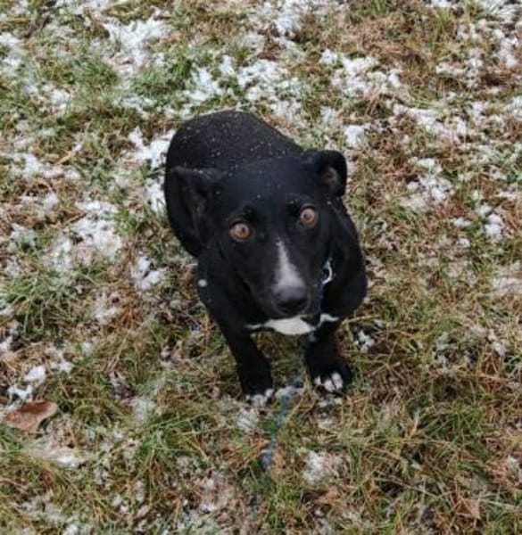 Liebenswerte, ruhige Sari sucht euch