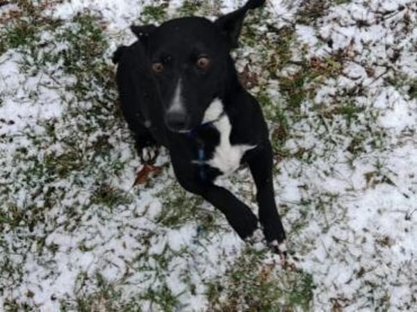 Liebenswerte, ruhige Sari sucht euch