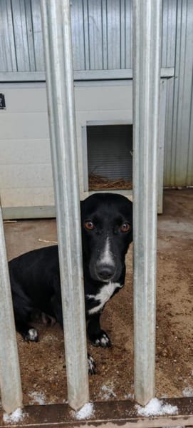 Liebenswerte, ruhige Sari sucht euch