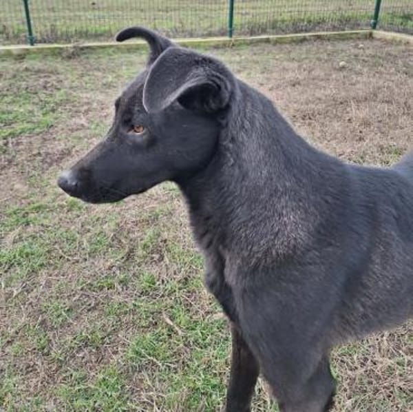 Noel kennt nur das Tierheim