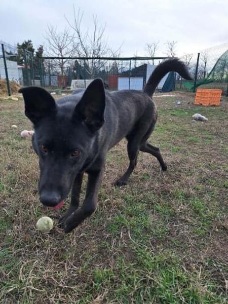 Noel kennt nur das Tierheim