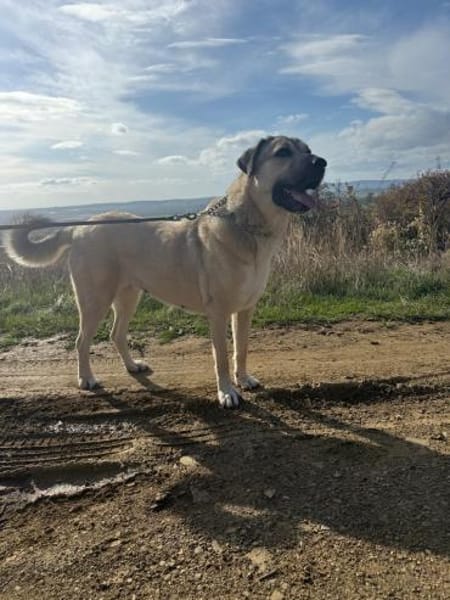 Sandra eine liebenswerte Hündin