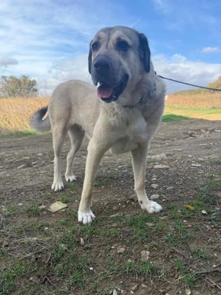 Sandra eine liebenswerte Hündin