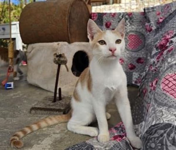 Süßer Buster sucht liebevolles Zuhause