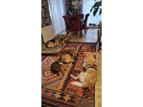 Mounty - wartet in 49143 Bissendorf