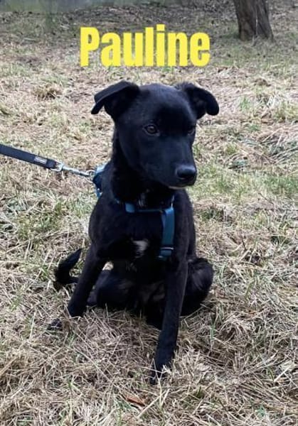 🍀 Pauline  frech, wachsam und einfach