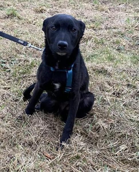 🍀 Pauline  frech, wachsam und einfach