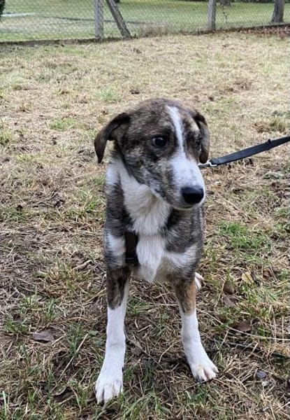 🍀 Moses  klein, mutig und voller Leben