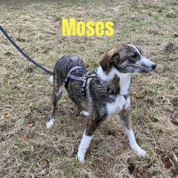 🍀 Moses  klein, mutig und voller Leben