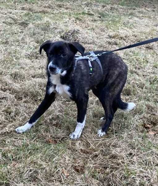 🍀 Louis sucht sein Für-immer-Zuhause 🍀