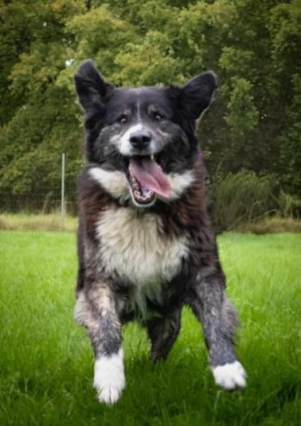 Lustiger Gefährte Raicu sucht Familie