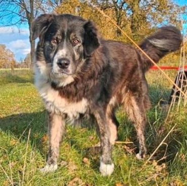 Lustiger Gefährte Raicu sucht Familie