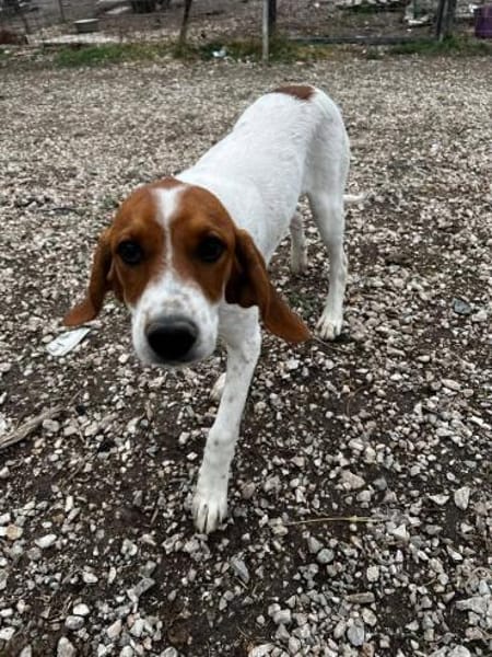 Bandi ist bereit für eine Familie