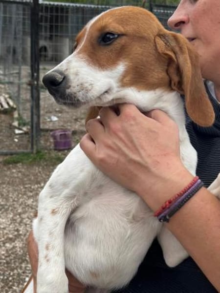 Bandi ist bereit für eine Familie