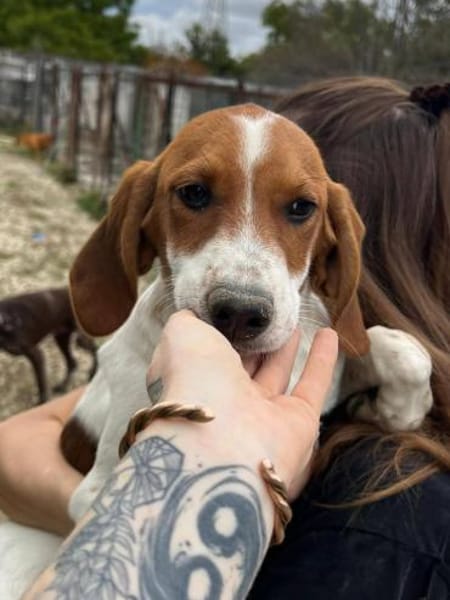 Bandi ist bereit für eine Familie