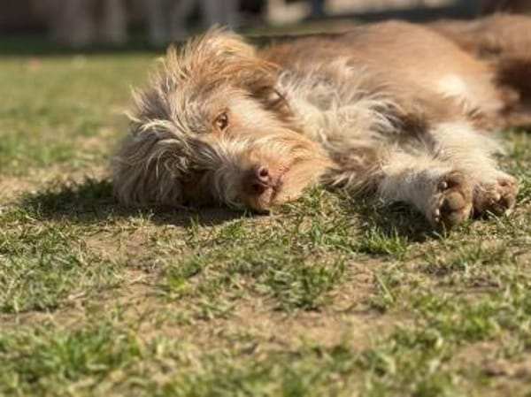 Carica - (noch) etwas zurückhaltend