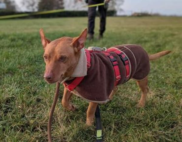 Troy - Podenco Maneto sucht