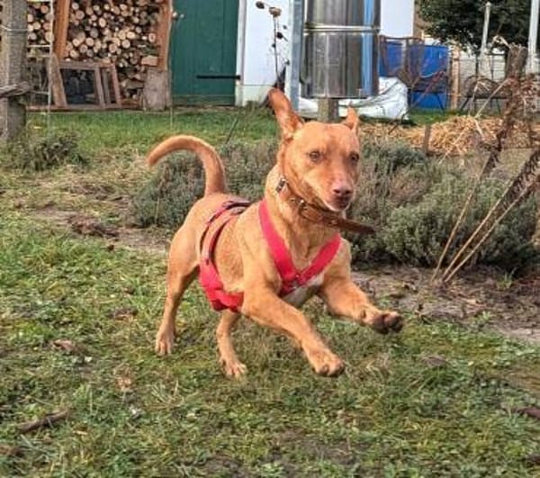 Troy - Podenco Maneto sucht