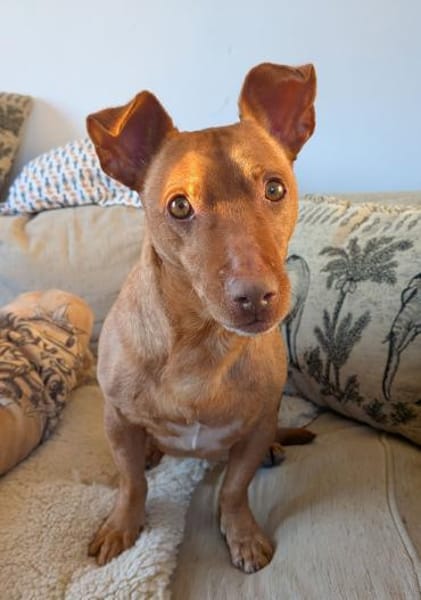 Troy - Podenco Maneto sucht