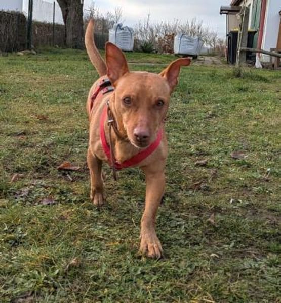 Troy - Podenco Maneto sucht