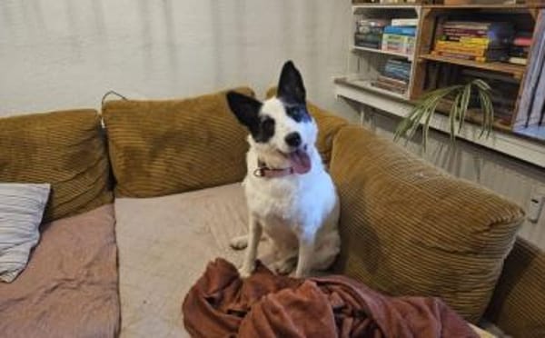 Patty: Ein Herz auf vier Pfoten