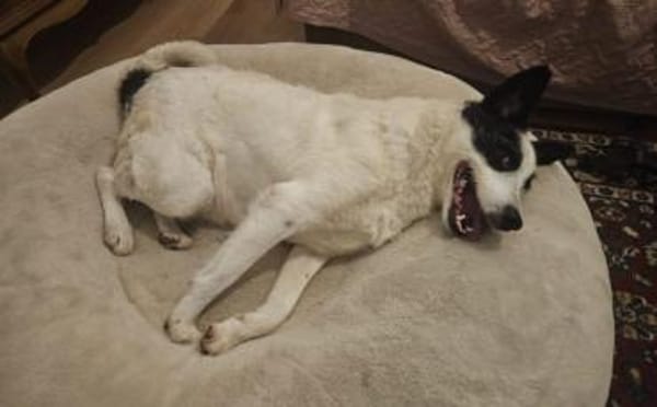 Patty: Ein Herz auf vier Pfoten