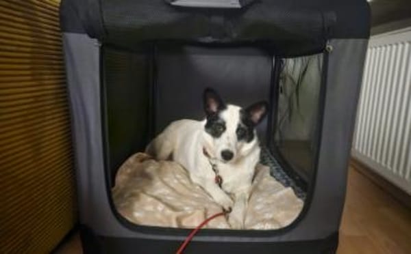 Patty: Ein Herz auf vier Pfoten